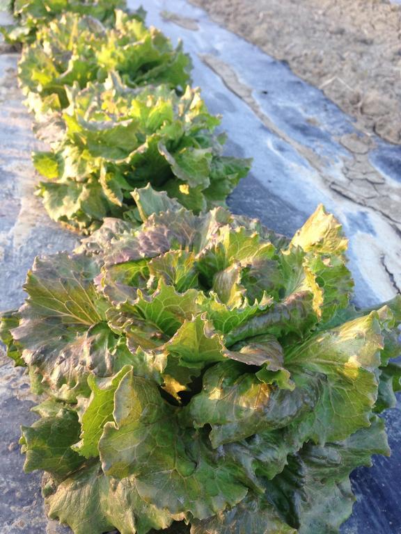 Azienda Agrituristica Il Giuggiolo Principina a Mare Esterno foto