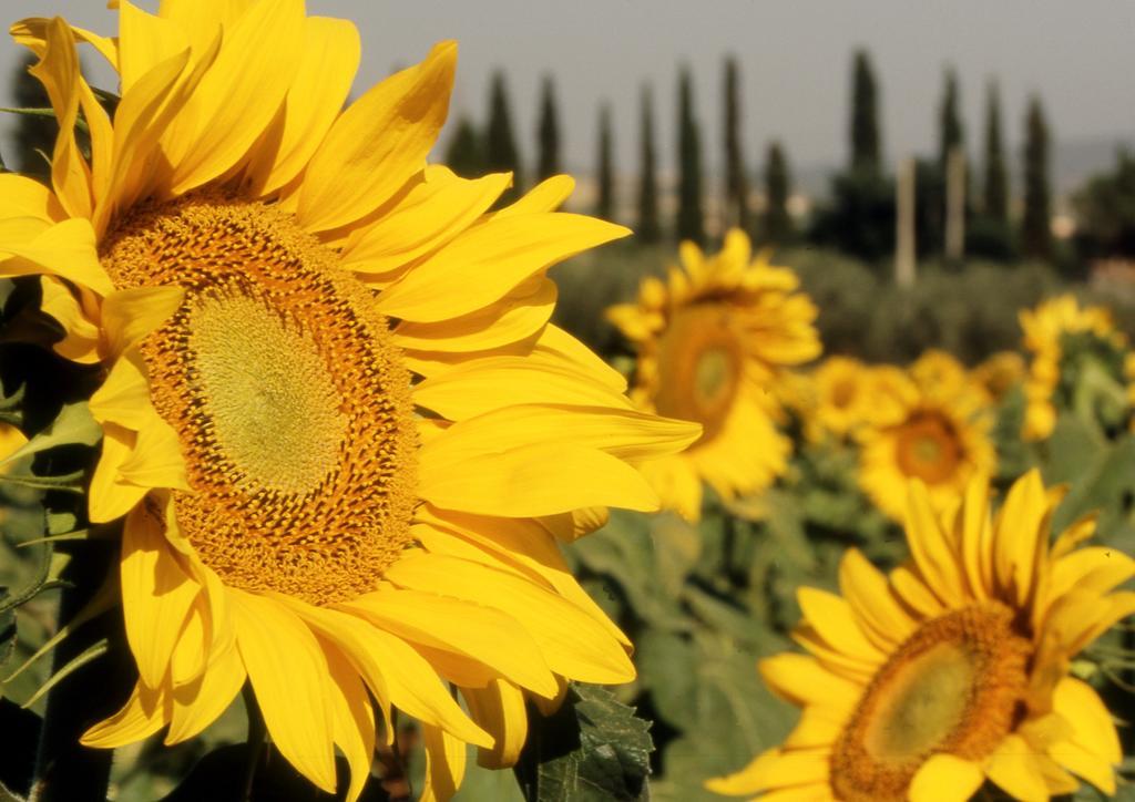 Azienda Agrituristica Il Giuggiolo Principina a Mare Esterno foto